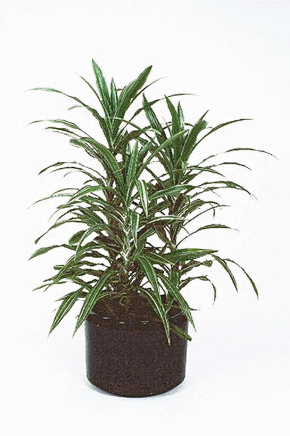 Southern Highlands Indoor Plant Hire, Dracaena Deremensis