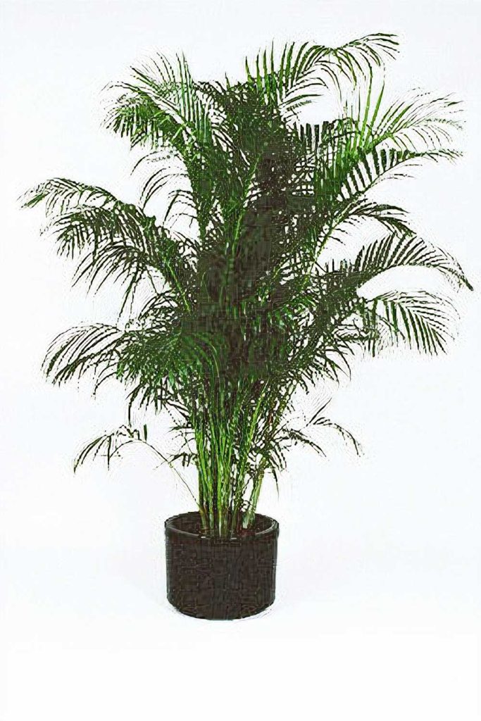 Golden Cane Palm - Southern Highlands Indoor Plant Hire