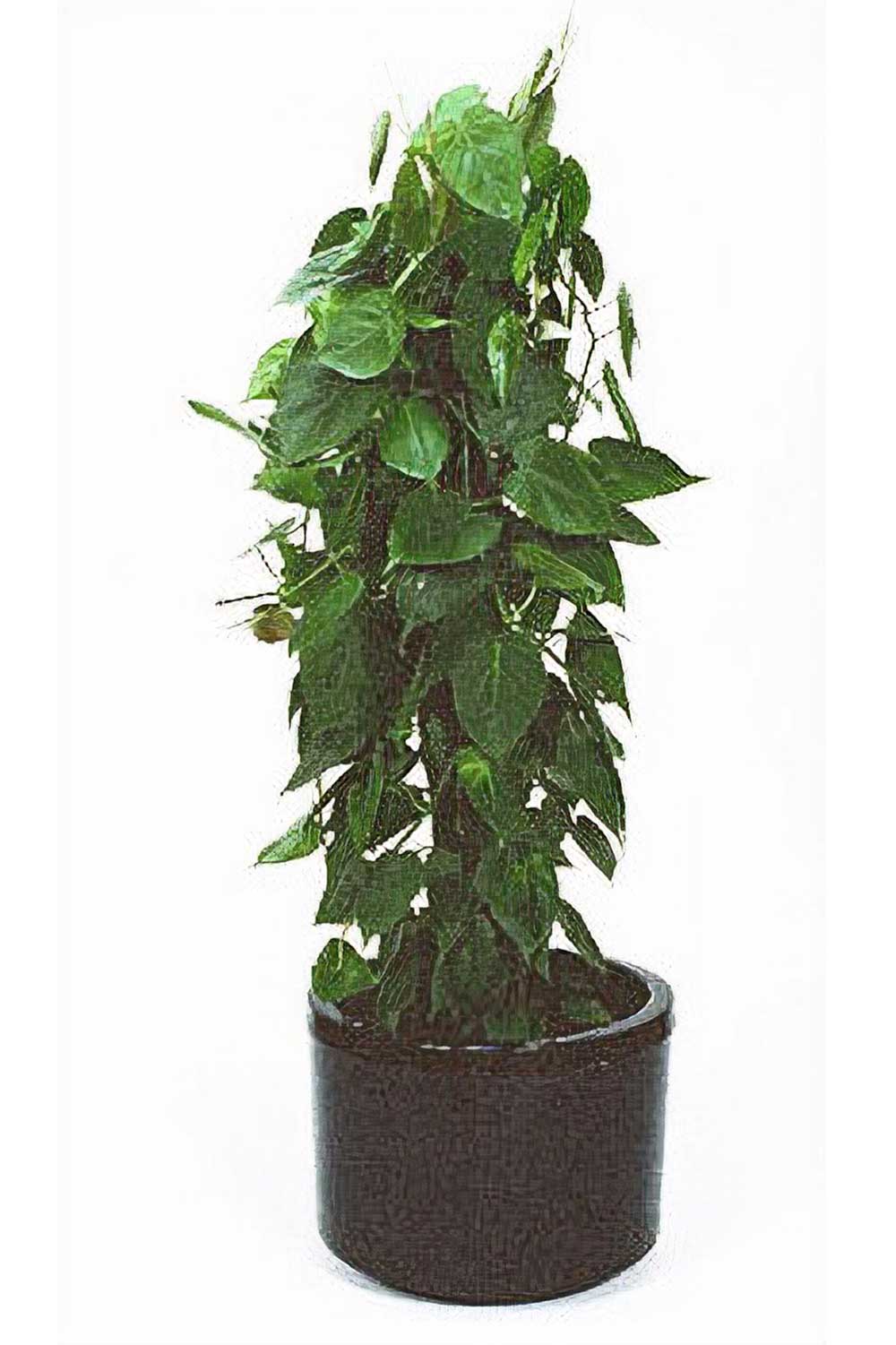 Southern Highlands Indoor Plant Hire, Philodendron Cordatum