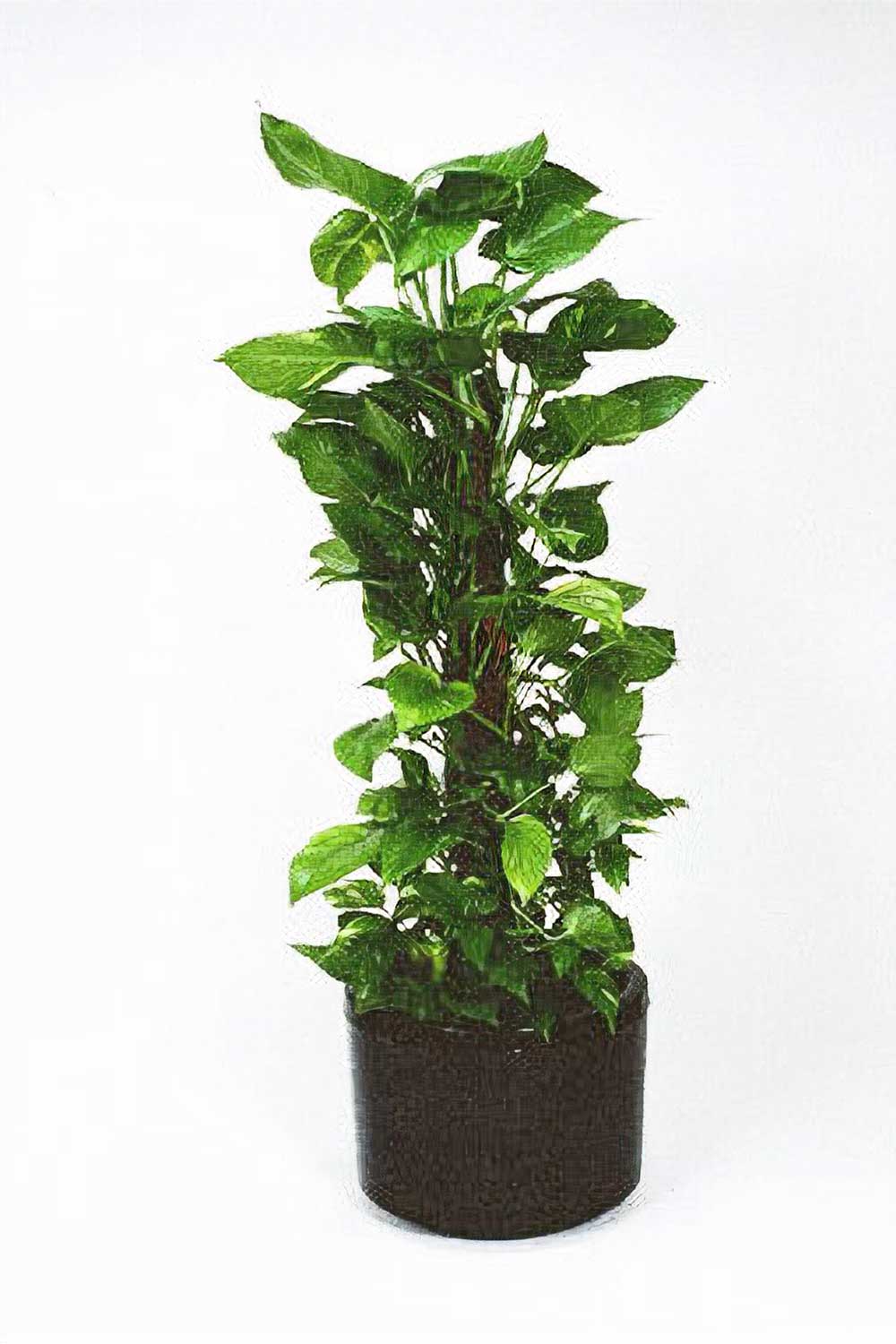 Southern Highlands Indoor Plant Hire, Pothos