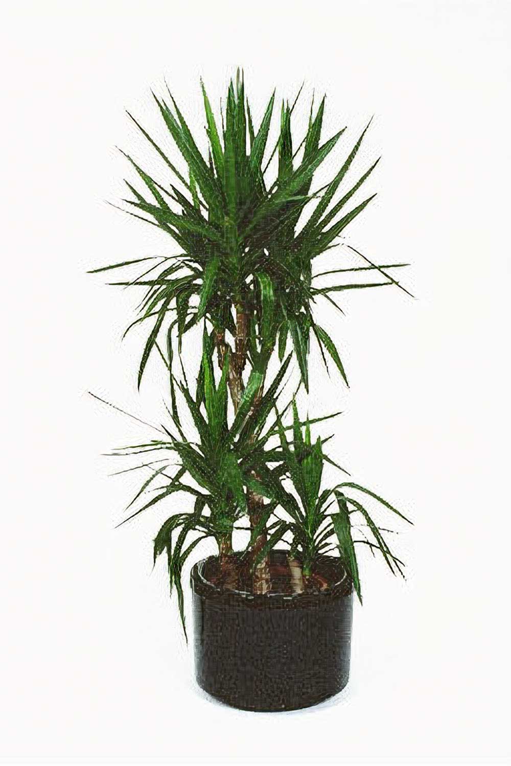 Southern Highlands Indoor Plant Hire, Yucca