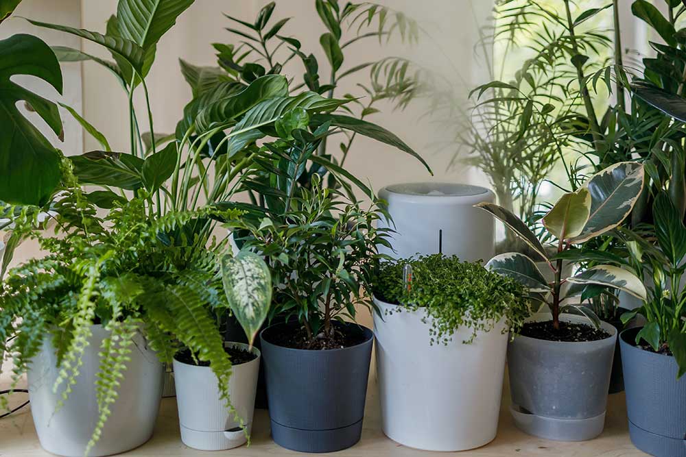 Southern Highlands Indoor Plant Hire, Desktop Plants